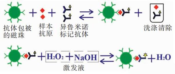 化學發(fā)光抗體開發(fā)