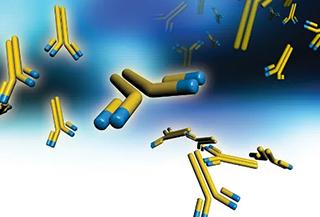 什么是抗體人源化?它主要的分類有哪些?