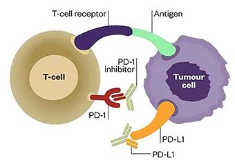 小普課堂-腫瘤突變負荷(Tumor Mutation Burden，TMB)