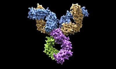 什么是高通量測序技術?該技術在抗體研發(fā)中的作用有哪些?