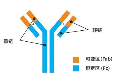 抗體的分子結(jié)構(gòu)是什么樣子的?它的分類有哪些?