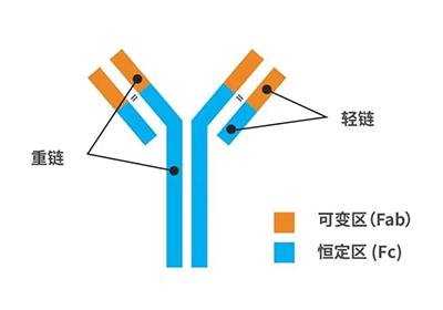 抗體人源化之嵌合抗體的制備原理