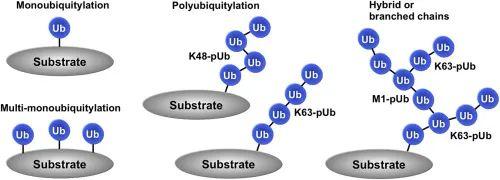 個性化修飾性抗體技術(shù)解讀之泛素化抗體