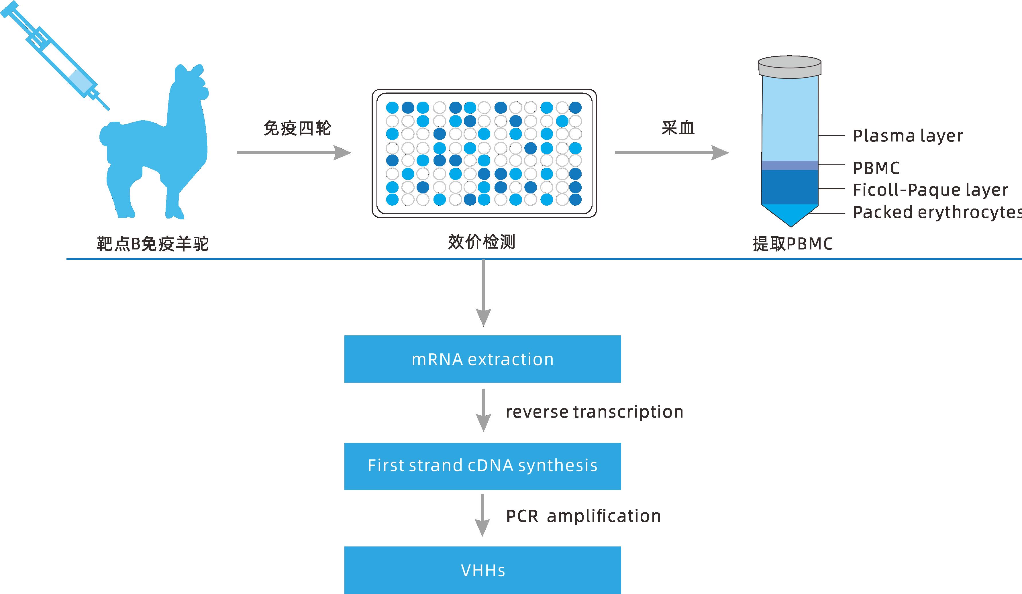 小分子大作用 ▏研發(fā)新動(dòng)力，聚焦納米抗體