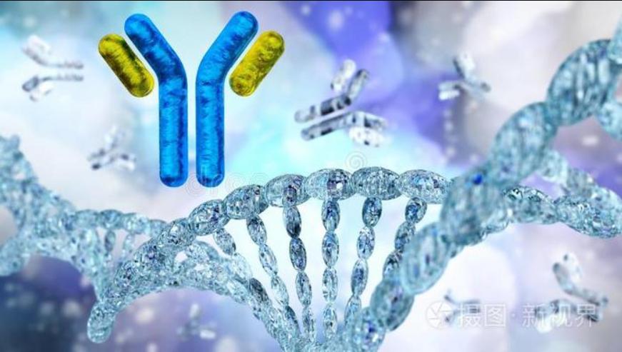 重組抗體表達(dá)及抗體多樣性形成機(jī)制