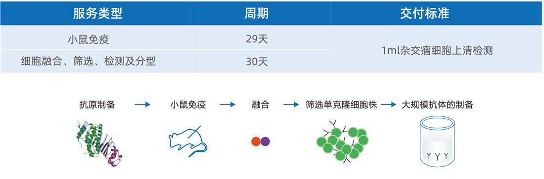 雜交瘤細(xì)胞開發(fā)-鼠單克隆抗體僅需59天