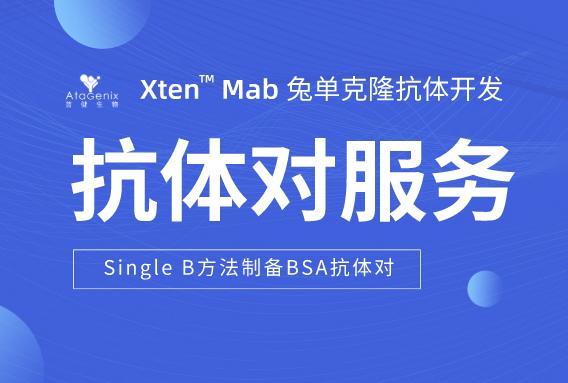 利用Single B方法快速制備高效BSA抗體對的策略