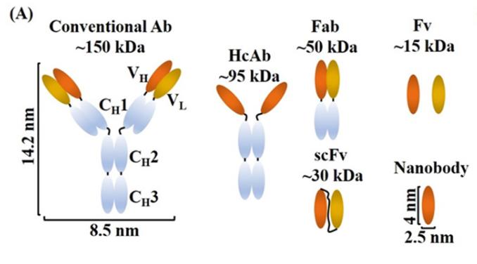 應(yīng)用于腫瘤領(lǐng)域的納米抗體（Nbs）的結(jié)構(gòu)與特性