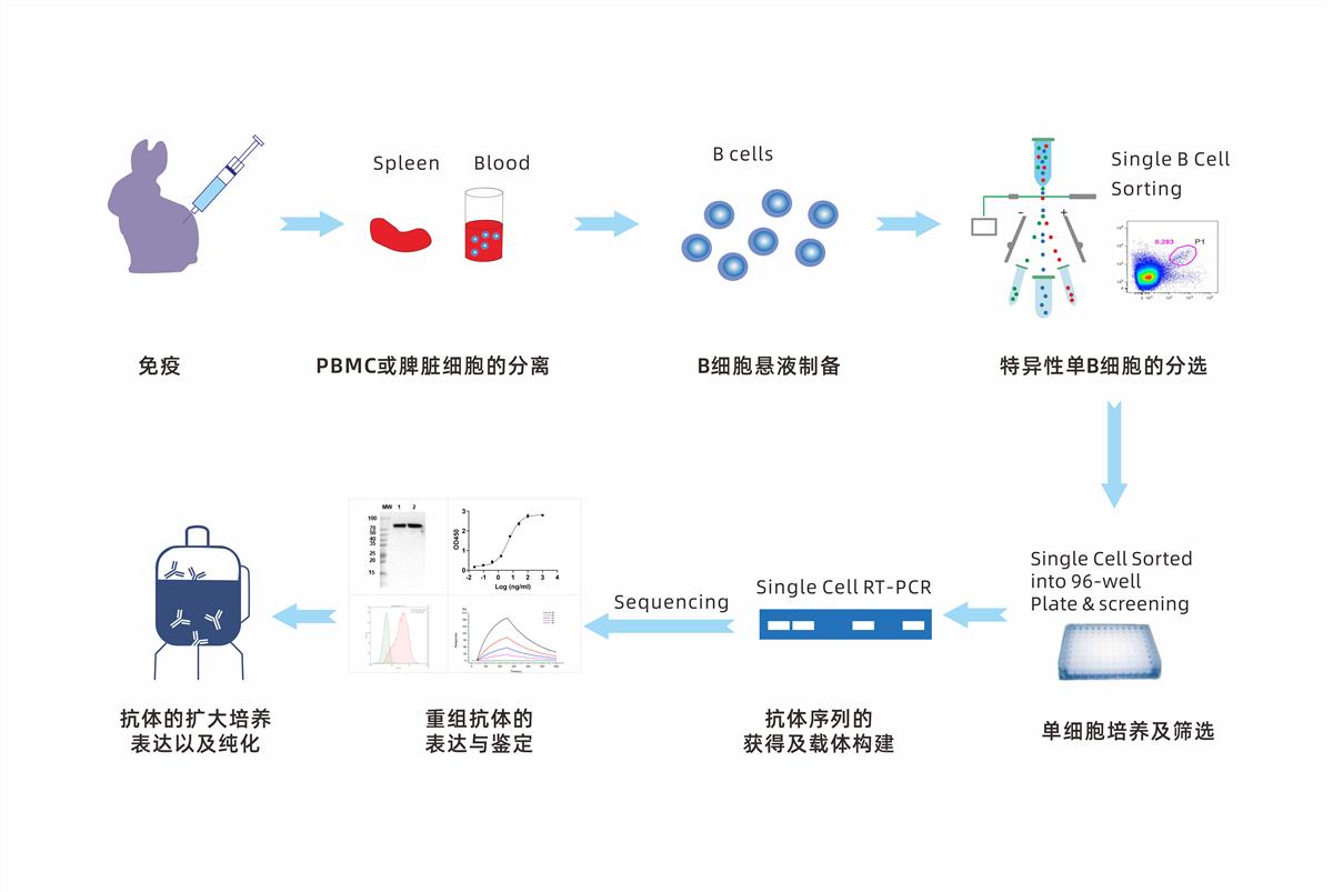 兔單克隆抗體相比鼠單抗存在哪些優(yōu)勢?