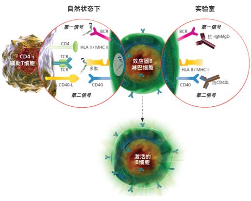 SHP2分子鑒定、重組表達(dá)及免疫學(xué)研究