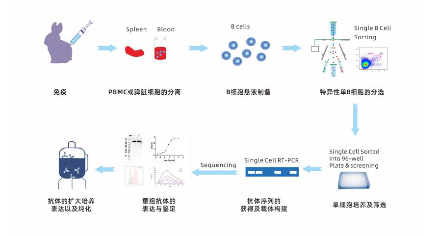 Single B cell 兔單克隆抗體開(kāi)發(fā)流程