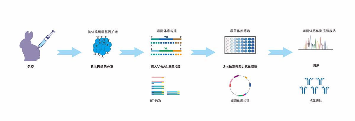 噬菌體兔單克隆抗體開(kāi)發(fā)流程