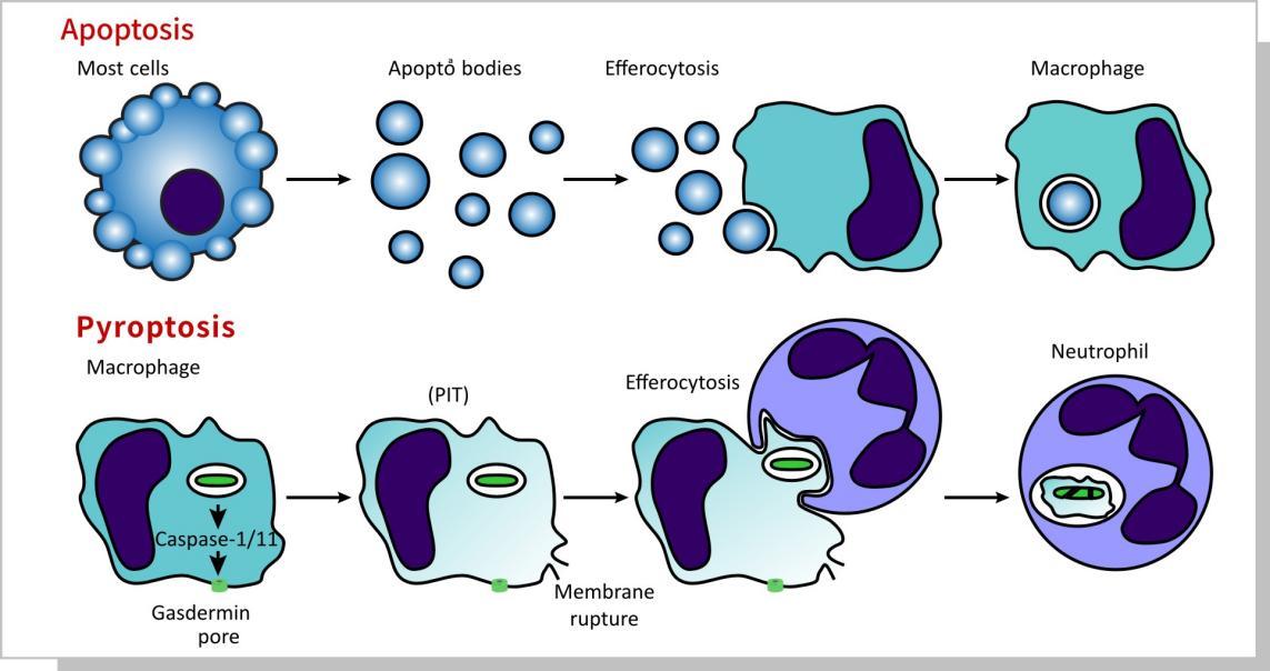 解讀|利用抑制細胞焦亡使病原體逃逸宿主固有免疫的新策略