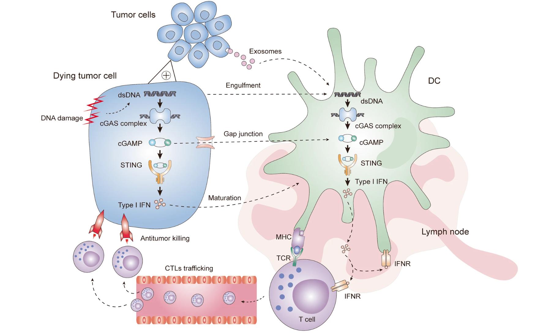 解密cGAS-STING通路：腫瘤免疫微環(huán)境中，細胞間如何進行信號傳遞！