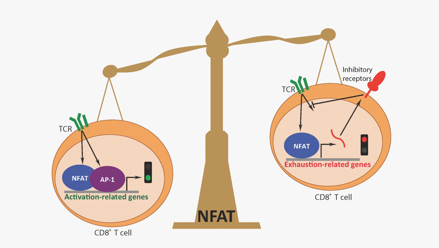 一文搞定|活化的T細胞核內因子(NFAT)的結構及其功能