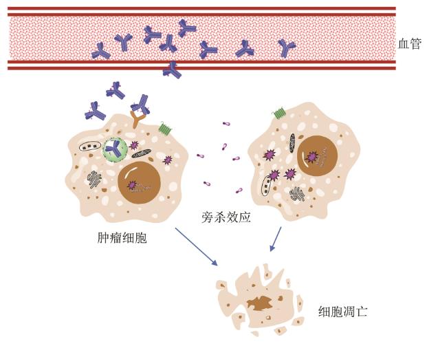 抗體偶聯(lián)藥物的技術(shù)及影響其藥物效果的關(guān)鍵因素