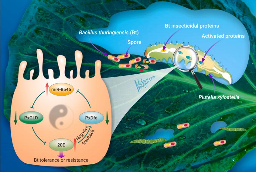 【技術(shù)分享第35期】破解小菜蛾抗Bt農(nóng)藥的奧秘——普健生物抗體開發(fā)助力發(fā)現(xiàn)miR-8545關(guān)鍵角色