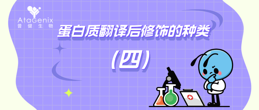 蛋白質(zhì)翻譯后修飾的種類與生物學意義（四）